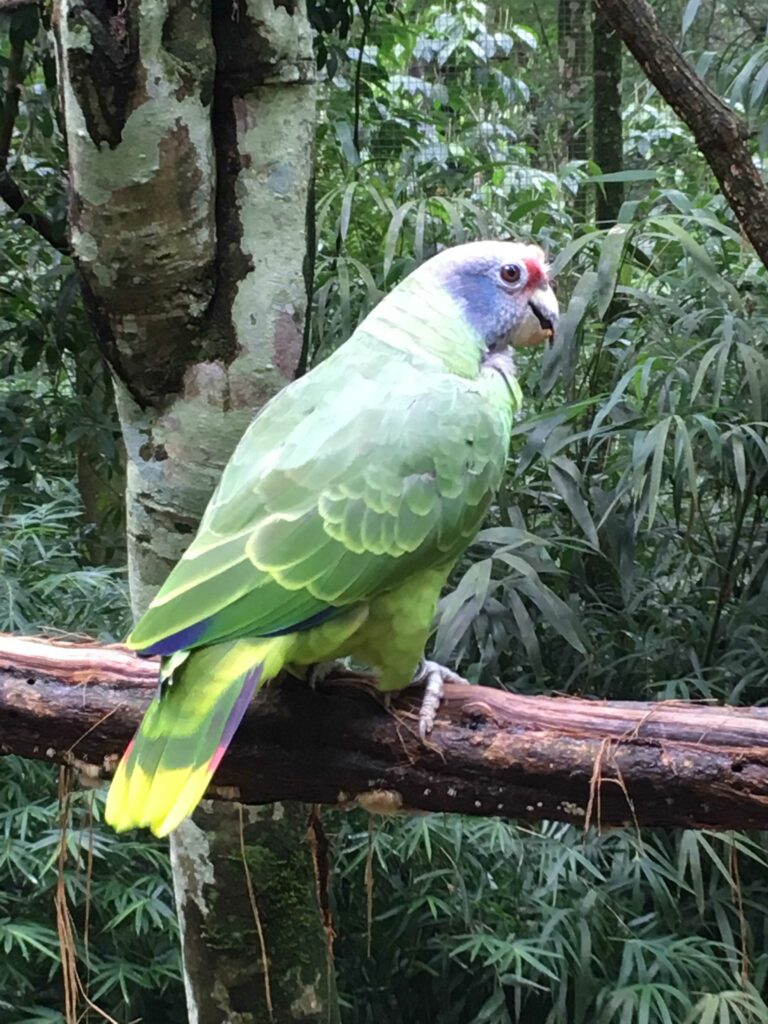 Iguaçu