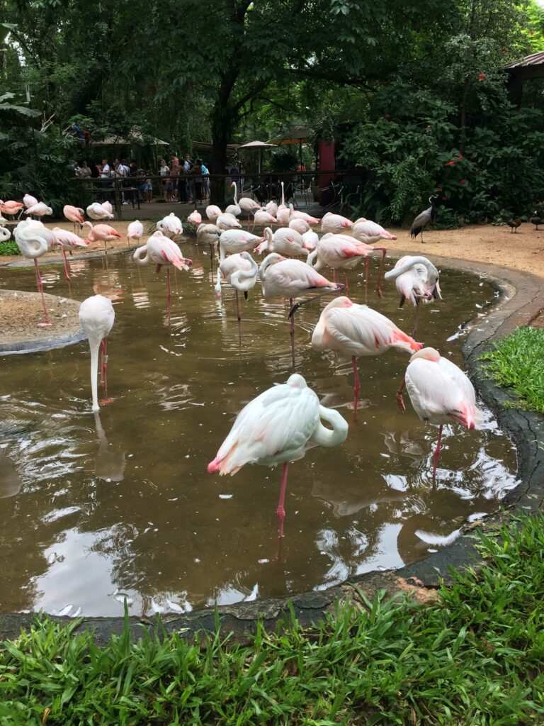 Iguaçu