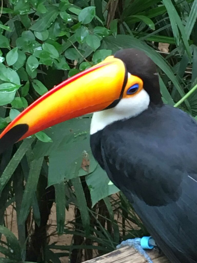 Iguaçu