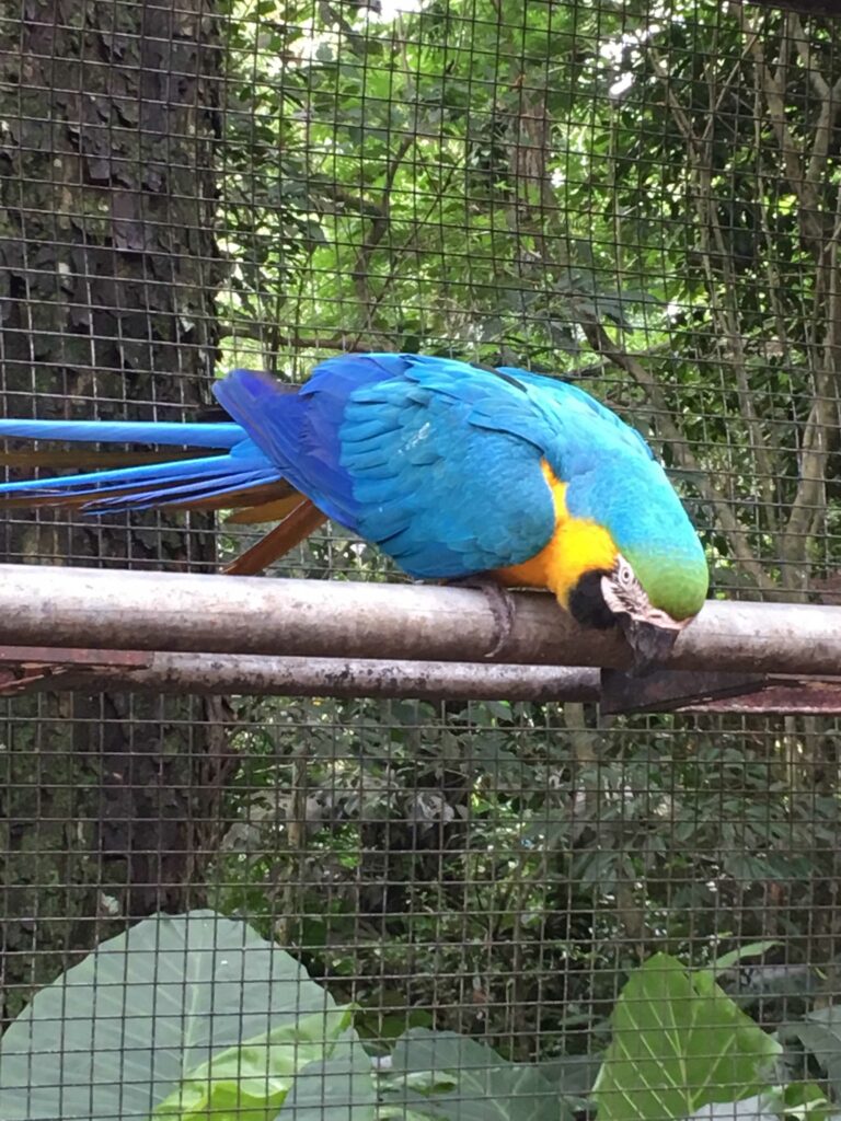 Iguaçu
