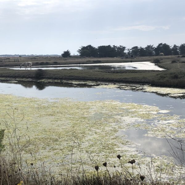 Ile de Noirmoutier