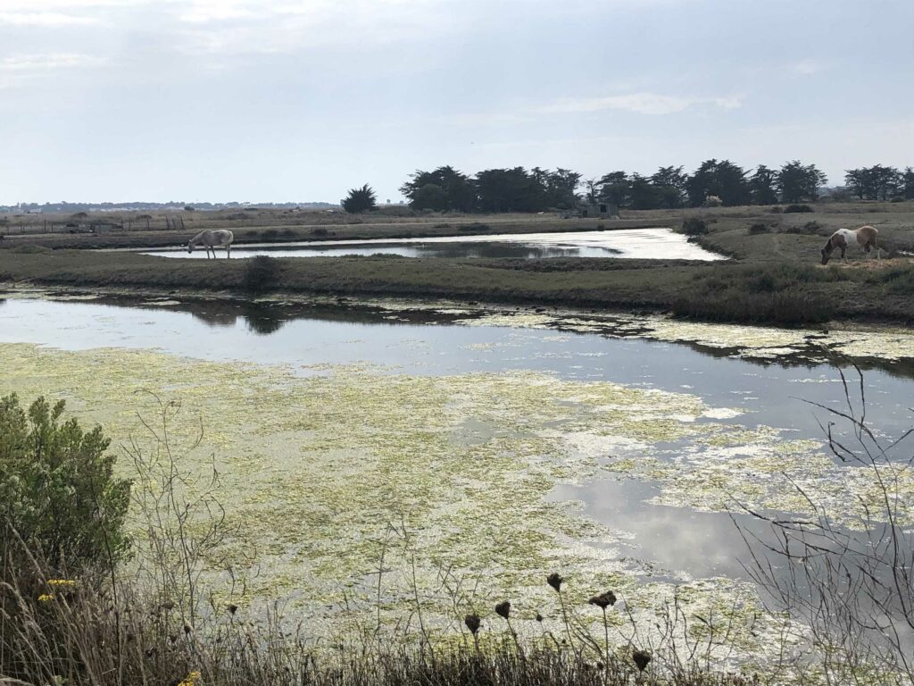 Ile de Noirmoutier