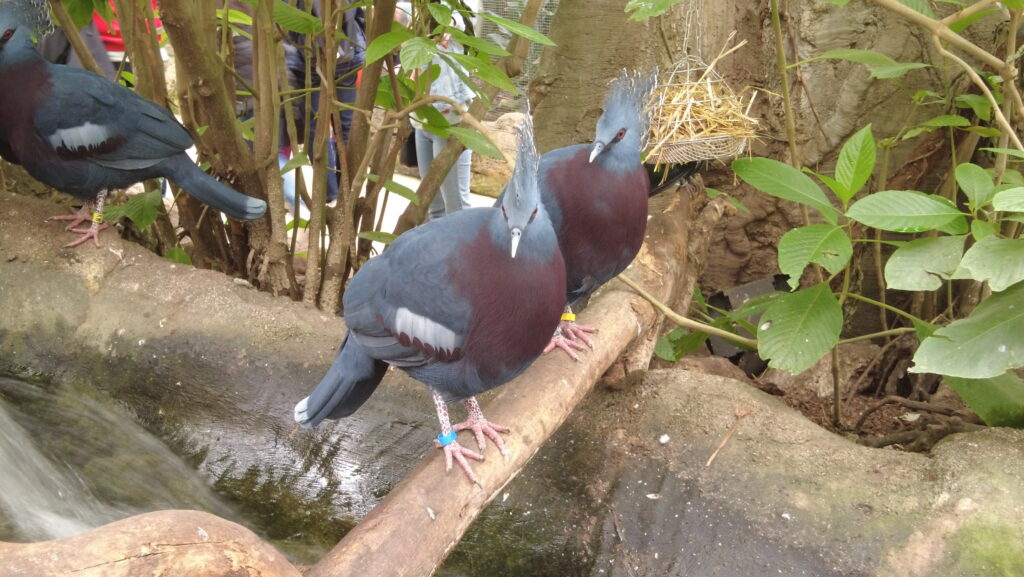 Beauval