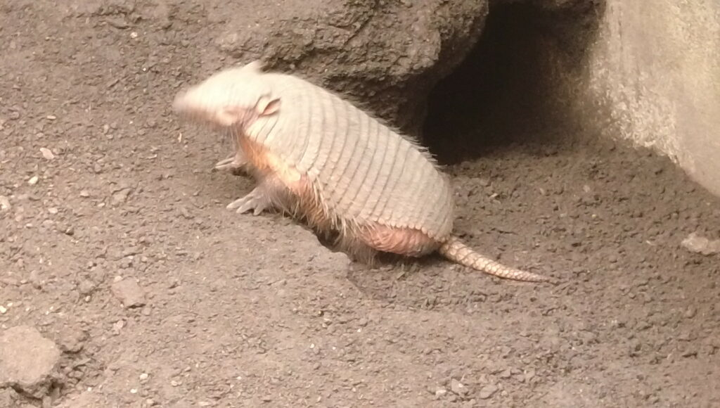 Beauval