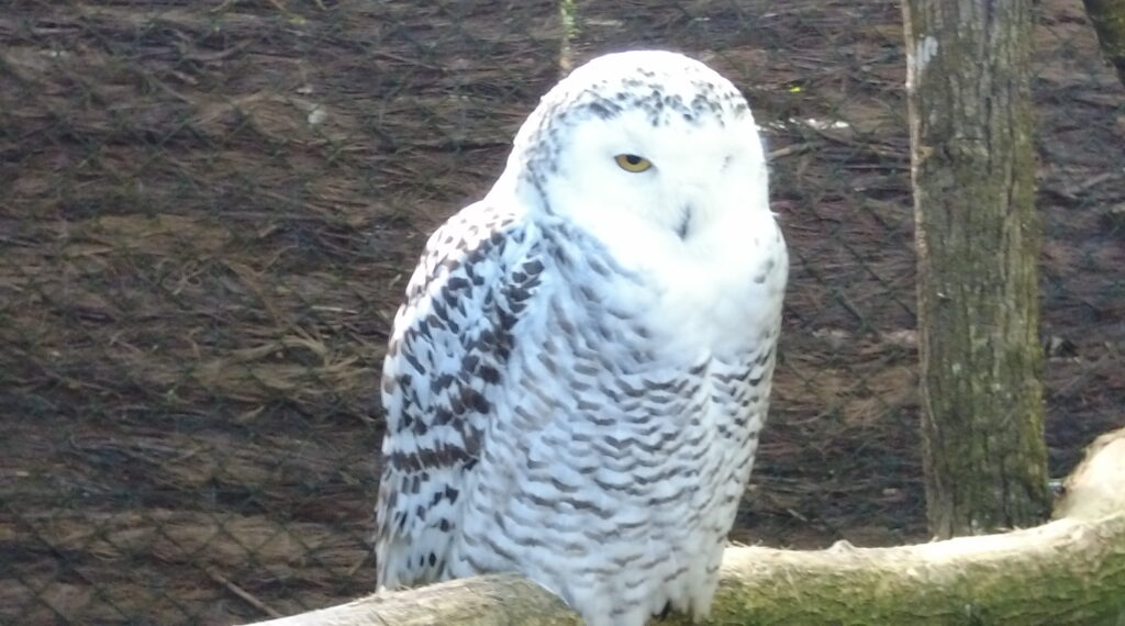 Beauval