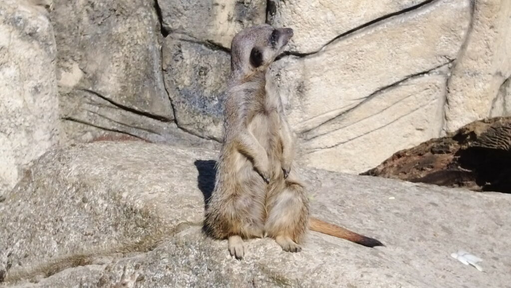 Beauval