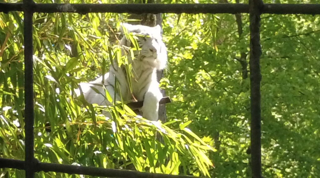 Beauval