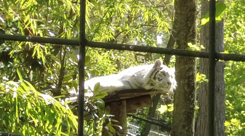 Beauval