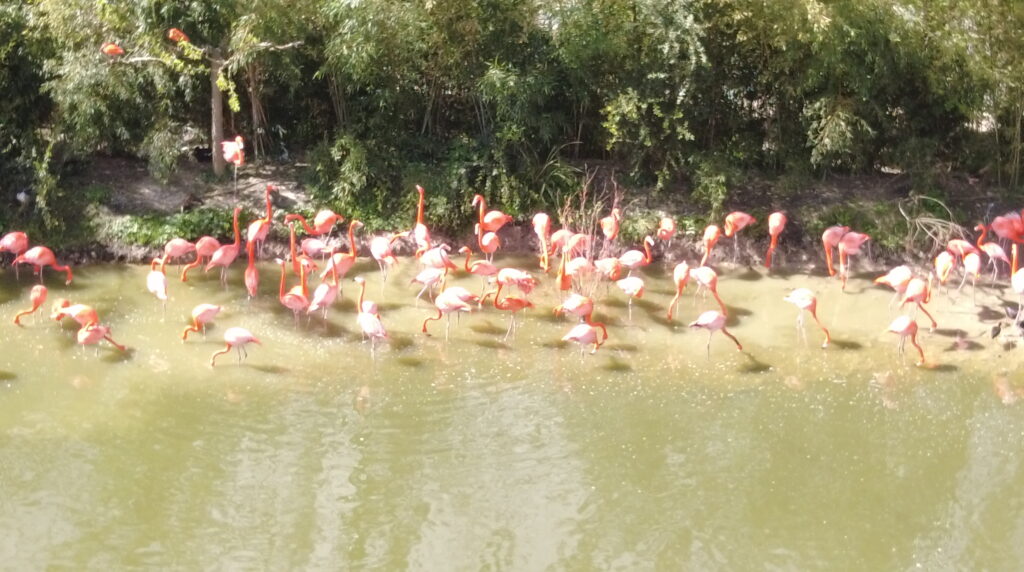 Beauval