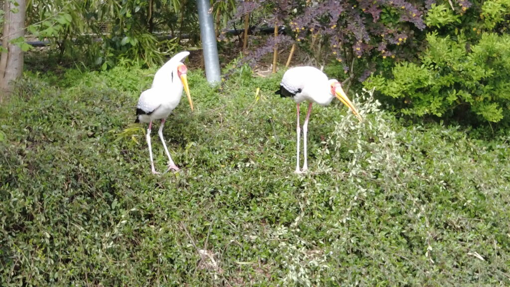 Beauval
