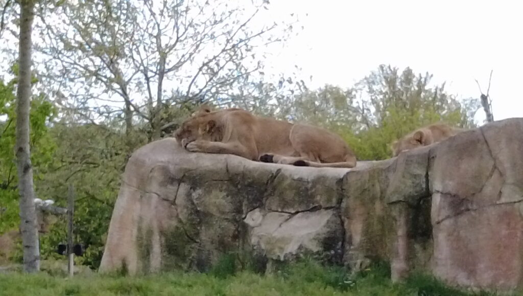 Beauval