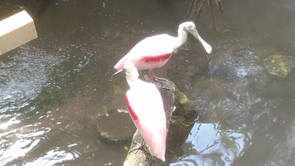 Beauval