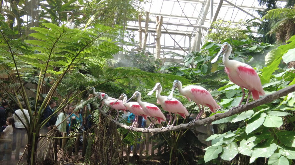 Beauval