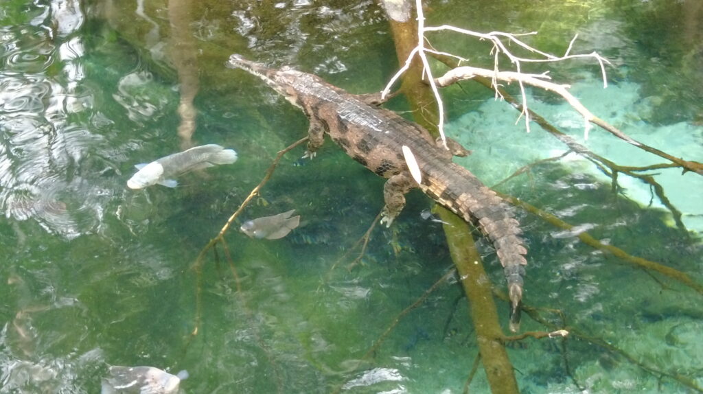 Beauval