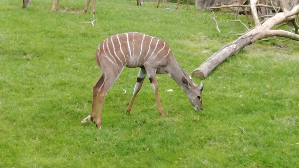 Beauval