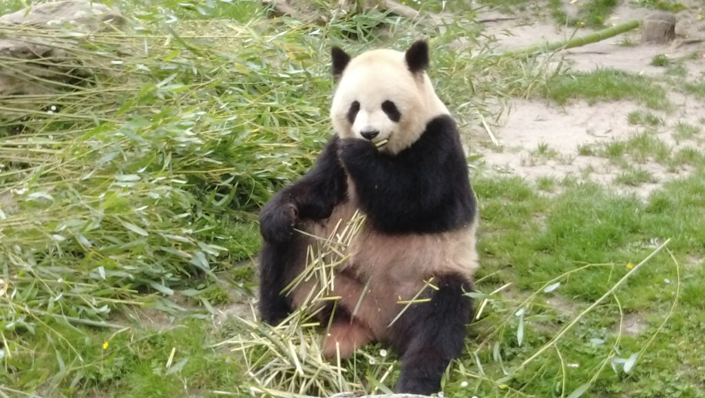 Beauval