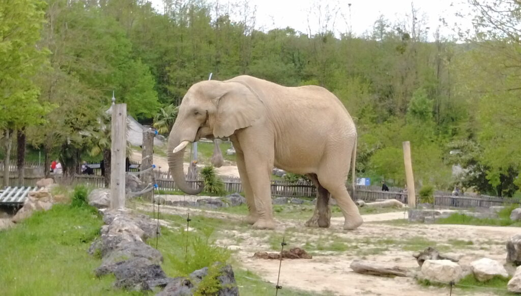 Beauval