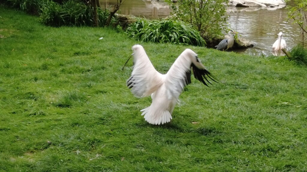 Beauval