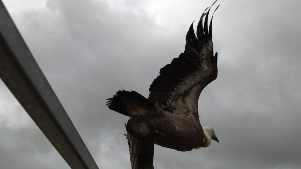 Beauval