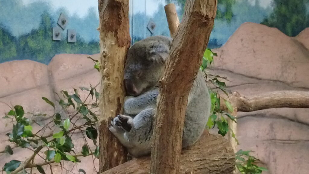 Beauval