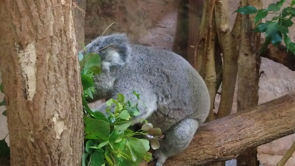 Beauval