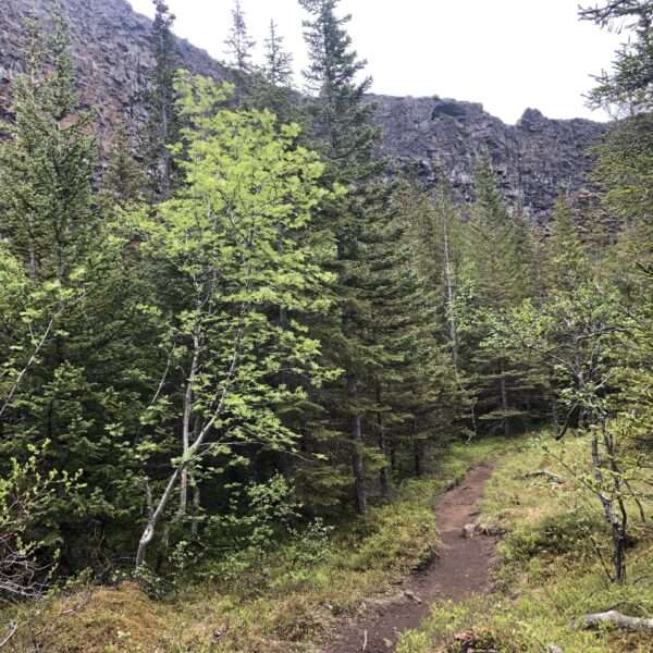 Asbyrgi canyon