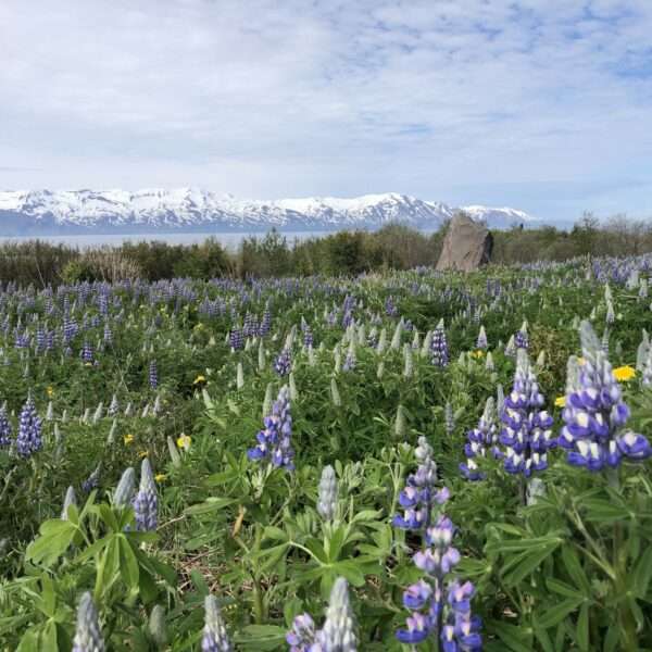 Husavik