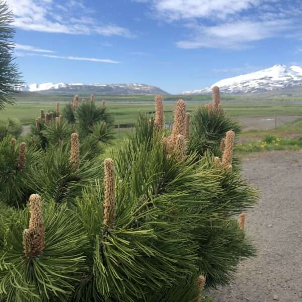 Islande du nord