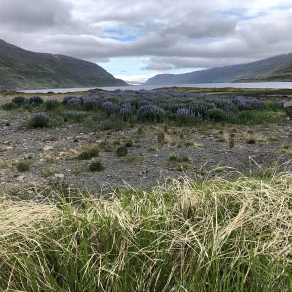Islande de l'ouest