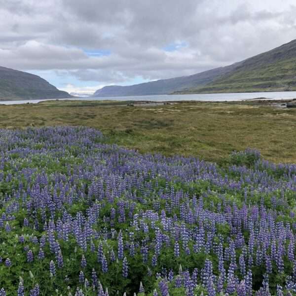 Islande de l'ouest