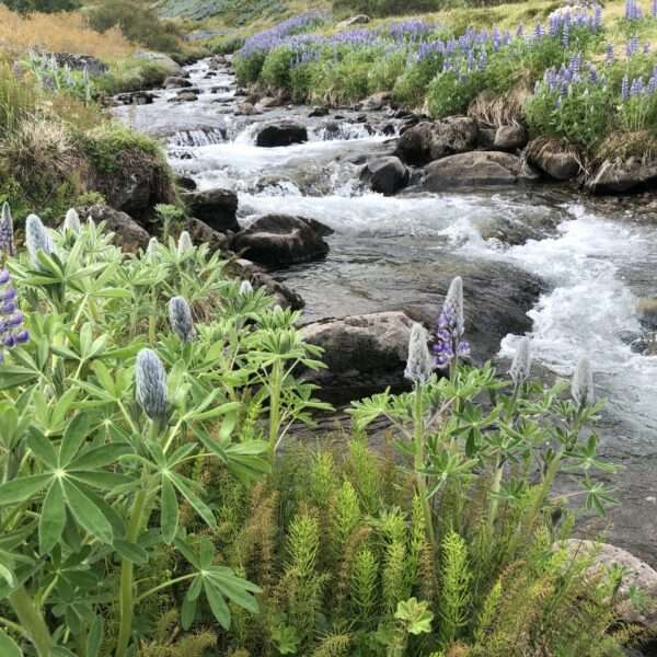 Islande de l'ouest