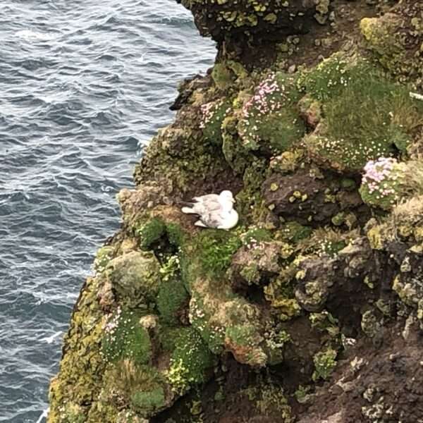 Latrabjarg