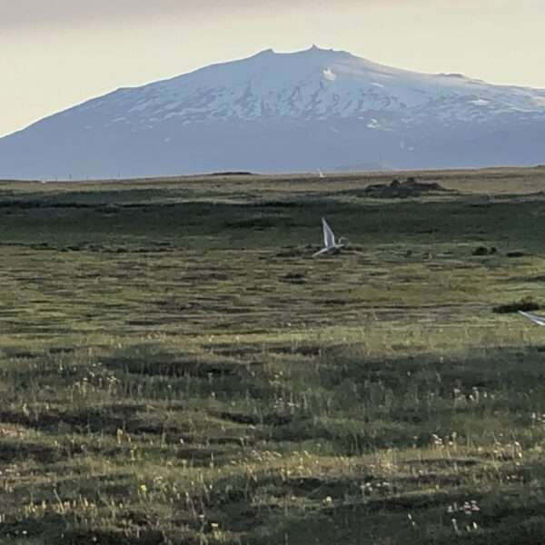 Glacier Snaefellsjokull
