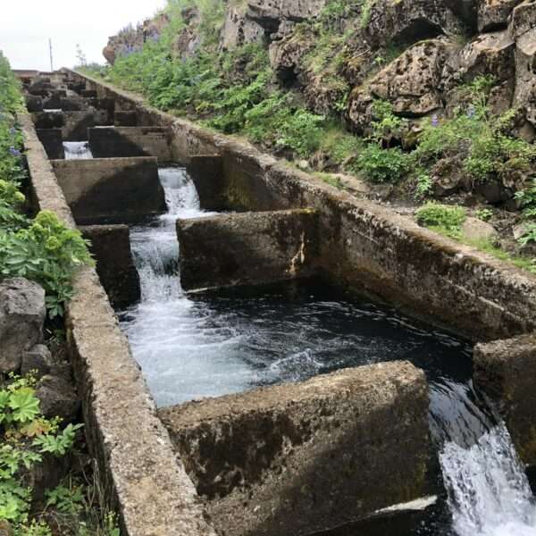 Ascenseur à saumons