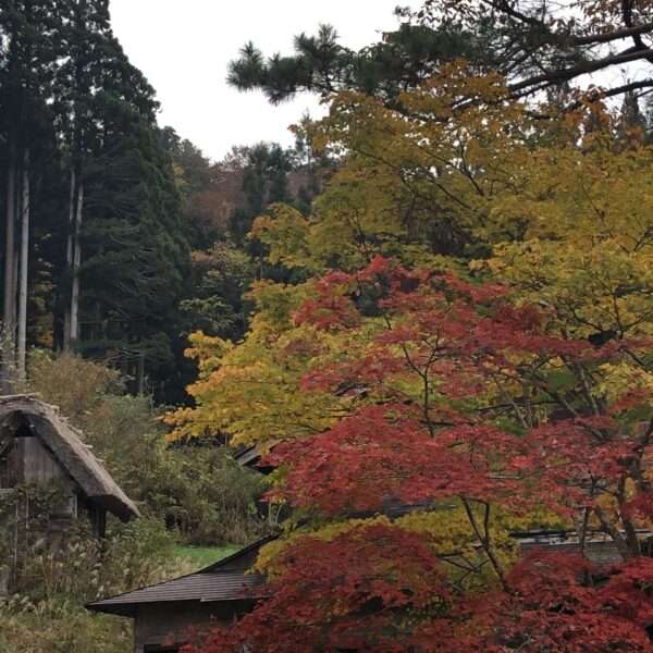 Shirakawa-go Ogimachi