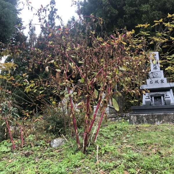 Shirakawa-go Ogimachi