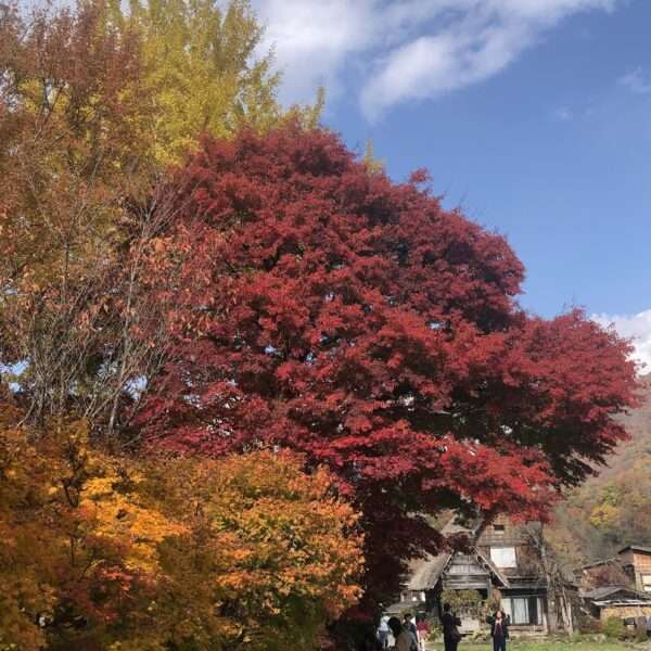 Shirakawa-go Ogimachi