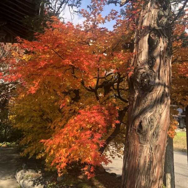 Shirakawa-go Ogimachi