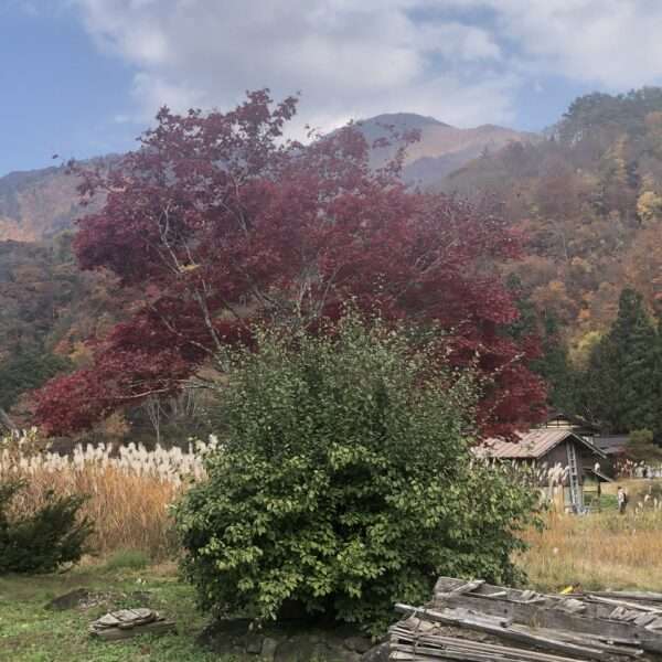Shirakawa-go Ogimachi