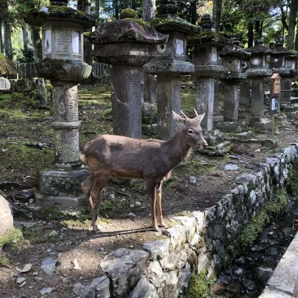 Parc de Nara
