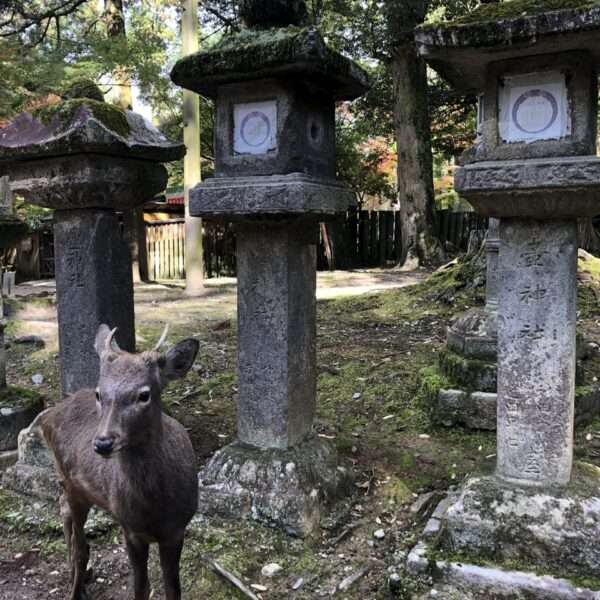 Parc de Nara
