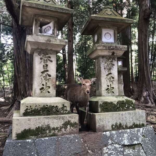 Parc de Nara