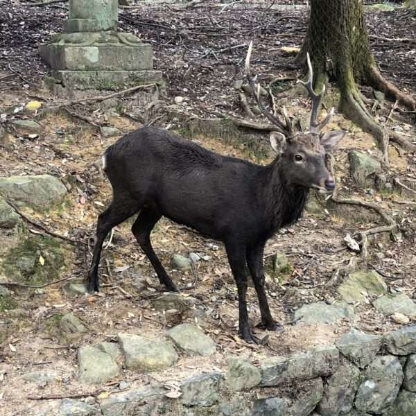 Parc de Nara