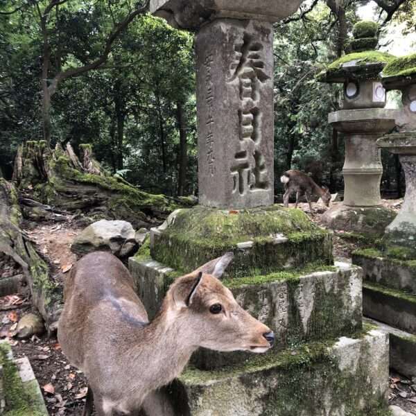 Parc de Nara