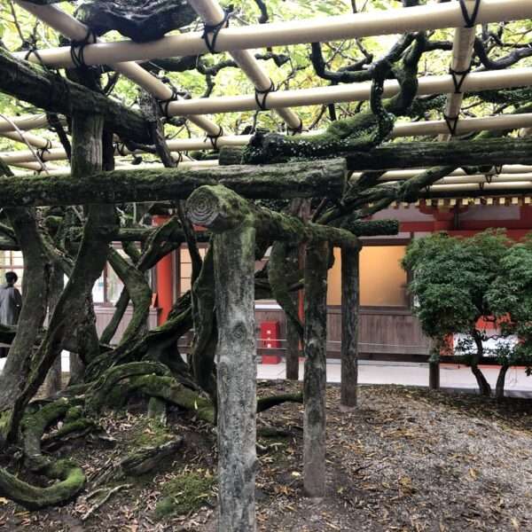 Sanctuaire Kasuga Taisha à Nara