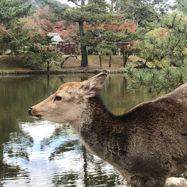 Parc de Nara