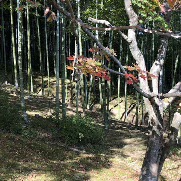 Bambouseraie d’Arashiyama à coté de Kyoto