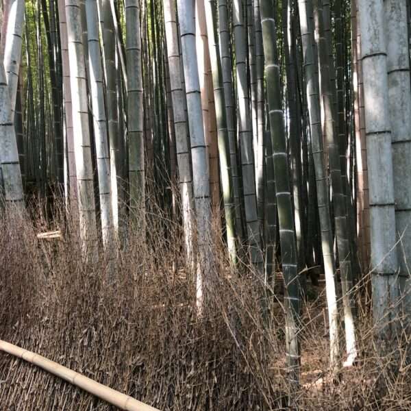 Bambouseraie d’Arashiyama à coté de Kyoto