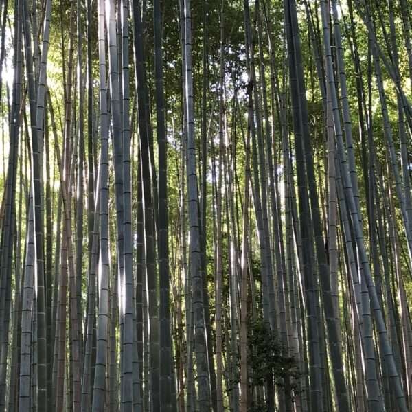 Bambouseraie d’Arashiyama à coté de Kyoto