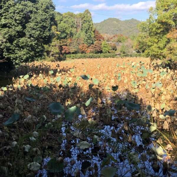 Arashiyama à coté de Kyoto